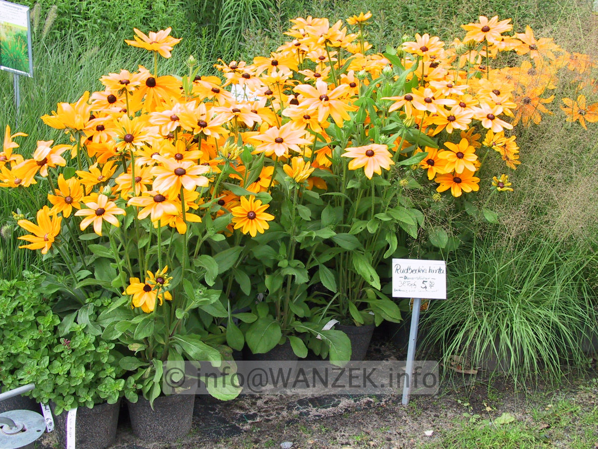 Rudbeckia hirta Indian Summer 09.JPG
